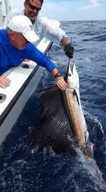 Sailfish 