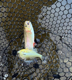 Granbury Report Photo 1