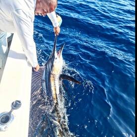 2/2 Sailfish Offshore