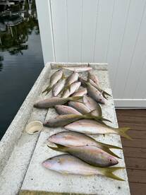 Yellowtail Snapper Bite
