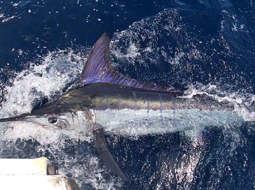 Sydney Report Photo 1