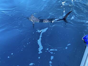 Cabo San Lucas Report Photo 2