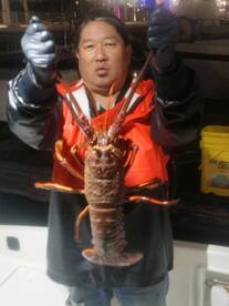 Multiple Limits of Lobster last night