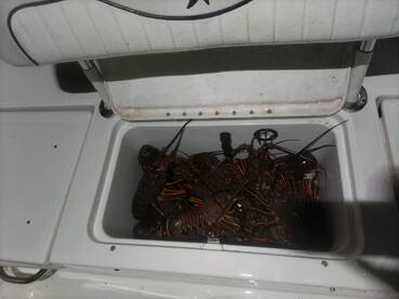 Over 50 Lobster caught last night