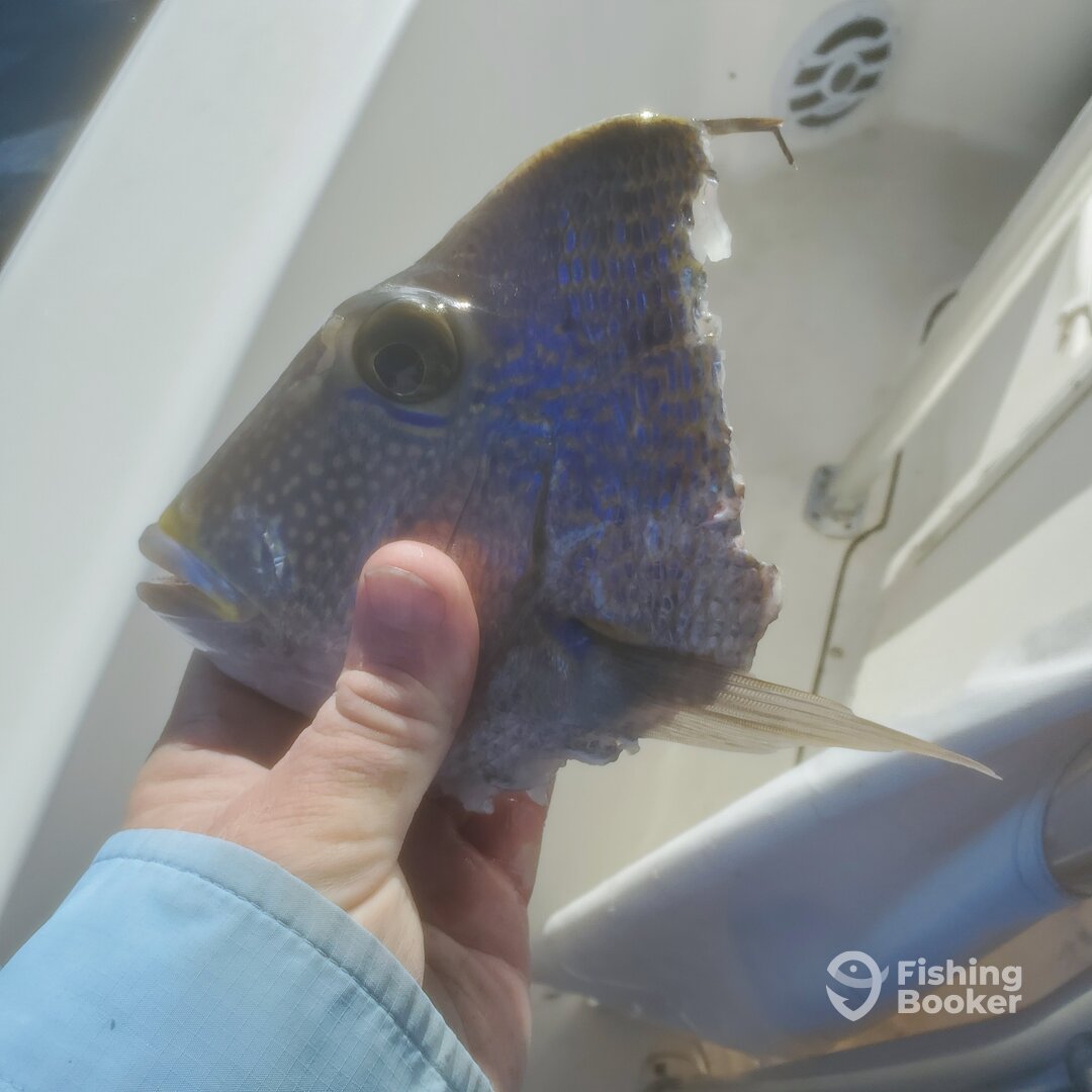 North Myrtle Beach Report Photo 0