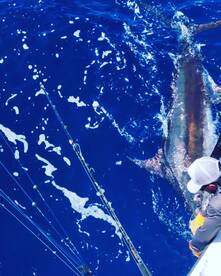 Playa Flamingo Report Photo 1