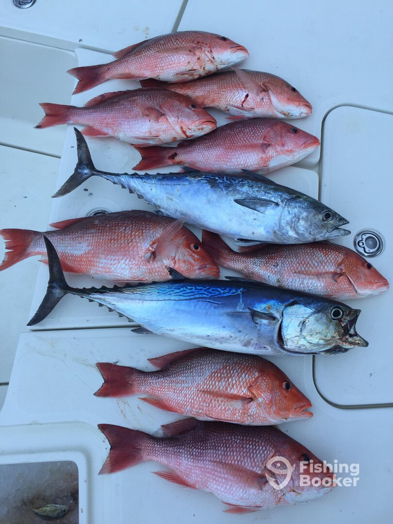 Also caught a few bonitos