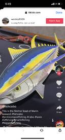 Bluefin Tuna trips available now!!!!
