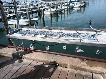 Spanish mackerel bite picking up