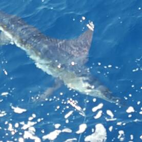 Striped Marlin coming alongside Picudo!