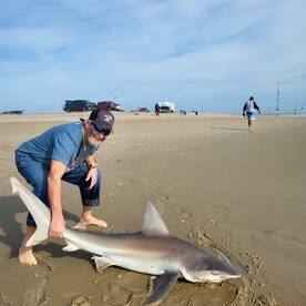 Beach sharking