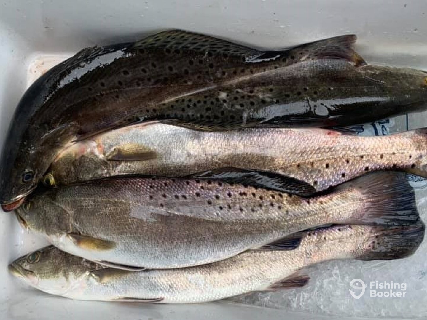 Bolivar Peninsula Report Photo 0