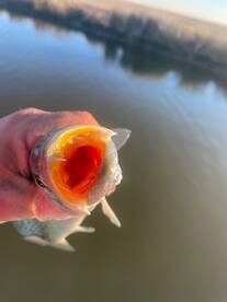 Bolivar Peninsula Report Photo 2