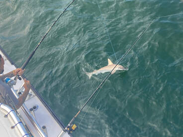 Nags Head Report Photo 2