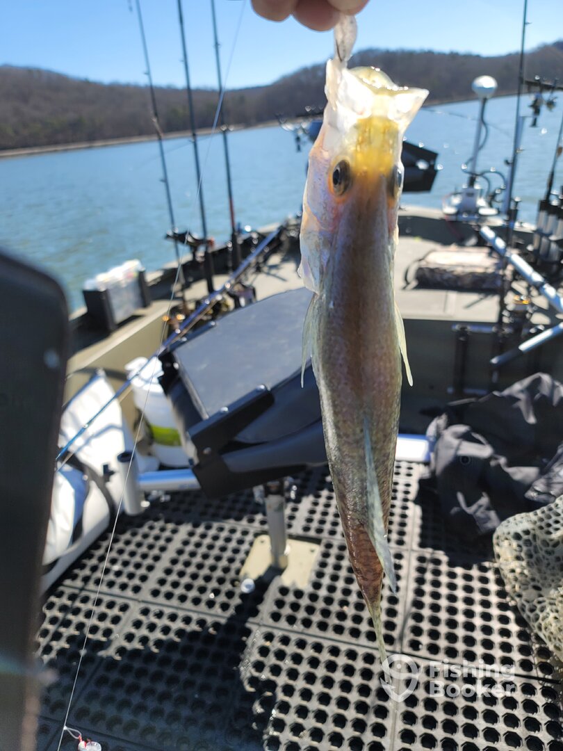 Harrison Report Photo 0