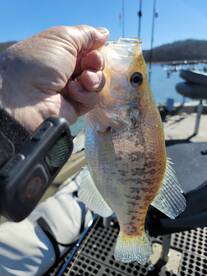 Harrison Report Photo 1