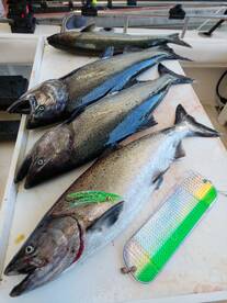 Winter salmon closes immediately in area