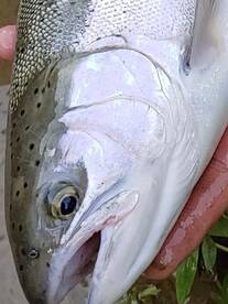 The spring run is upon us! 