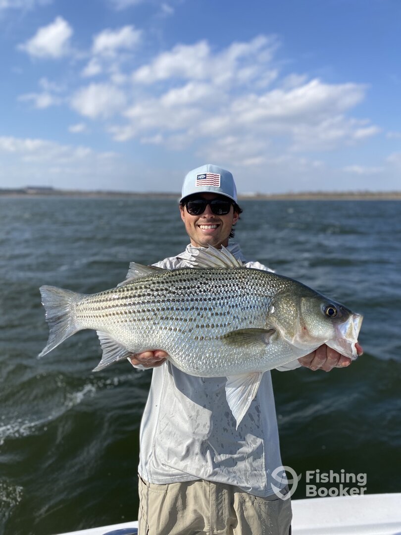 6.5 pound 24 inch Hybrid Striped Bass