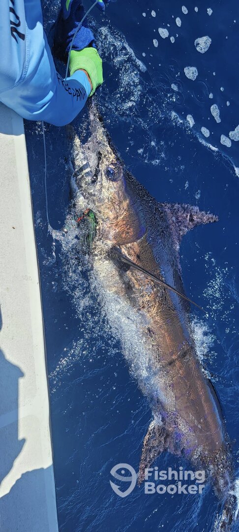 Chiriqui Report Photo 0