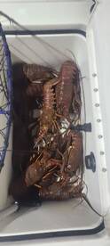 Multiple limits of Spiney Lobster last 2