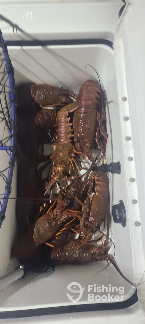 Multiple limits of spiney lobster just caught.