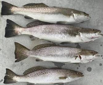 February 20, 2023 East Galveston Bay Fis