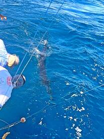 Cabo San Lucas Report Photo 1