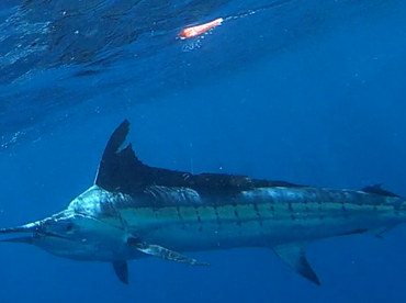 Sydney Report Photo 1