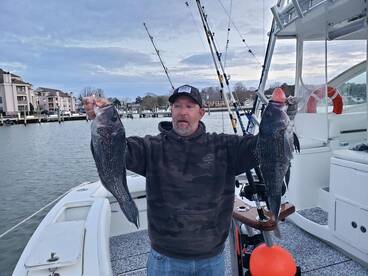 February Black Seabass