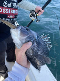 Black Sea Bass beat down!