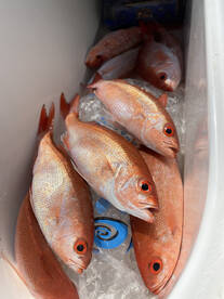 Port Orange Report Photo 2