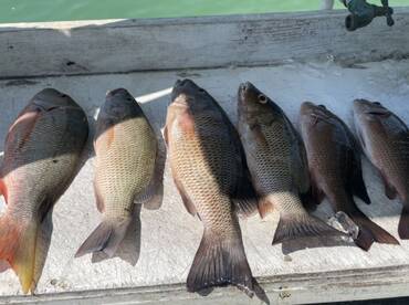 Islamorada Report Photo 2