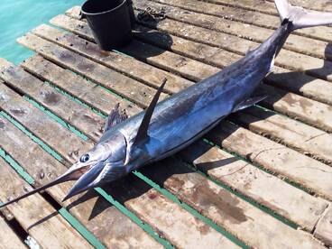 first marlin of the season 