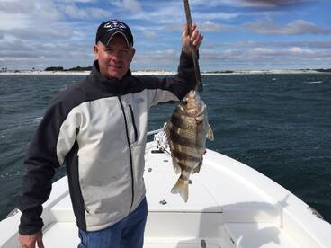 Sheepshead are on fire!