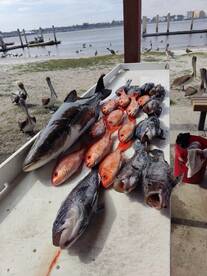 Jacksonville Report Photo 1