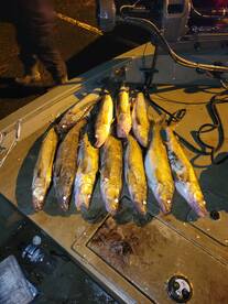 Walleye bite is golden 