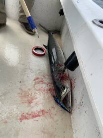 First King Mackerel of 2023!