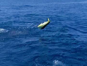 Fernandina Beach Report Photo 2