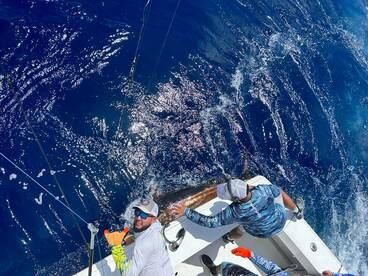 Catching Marlin Like Crazy!