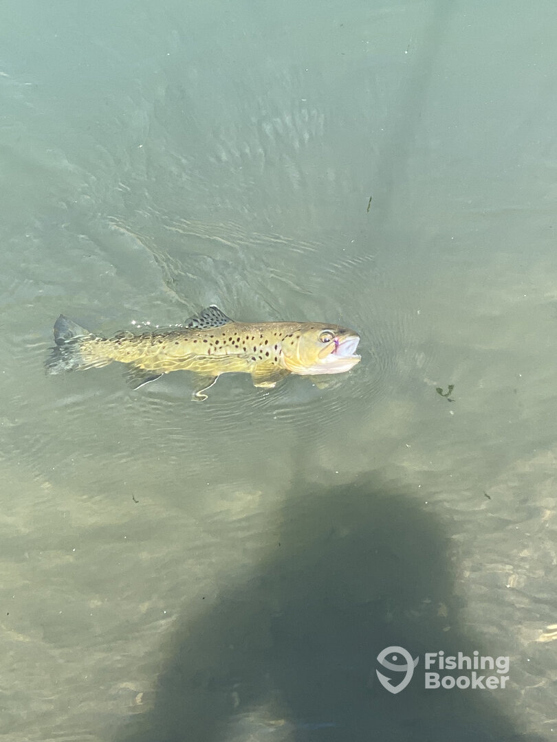 Wanchese Report Photo 0