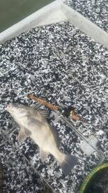 Palacios Report Photo 1