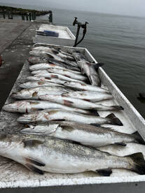 Spring Fishing Action