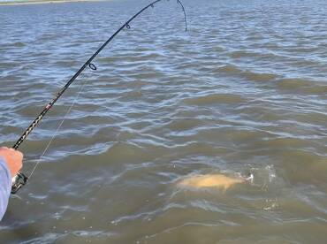 Mandeville Report Photo 1