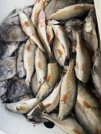 Venice Report Photo 2