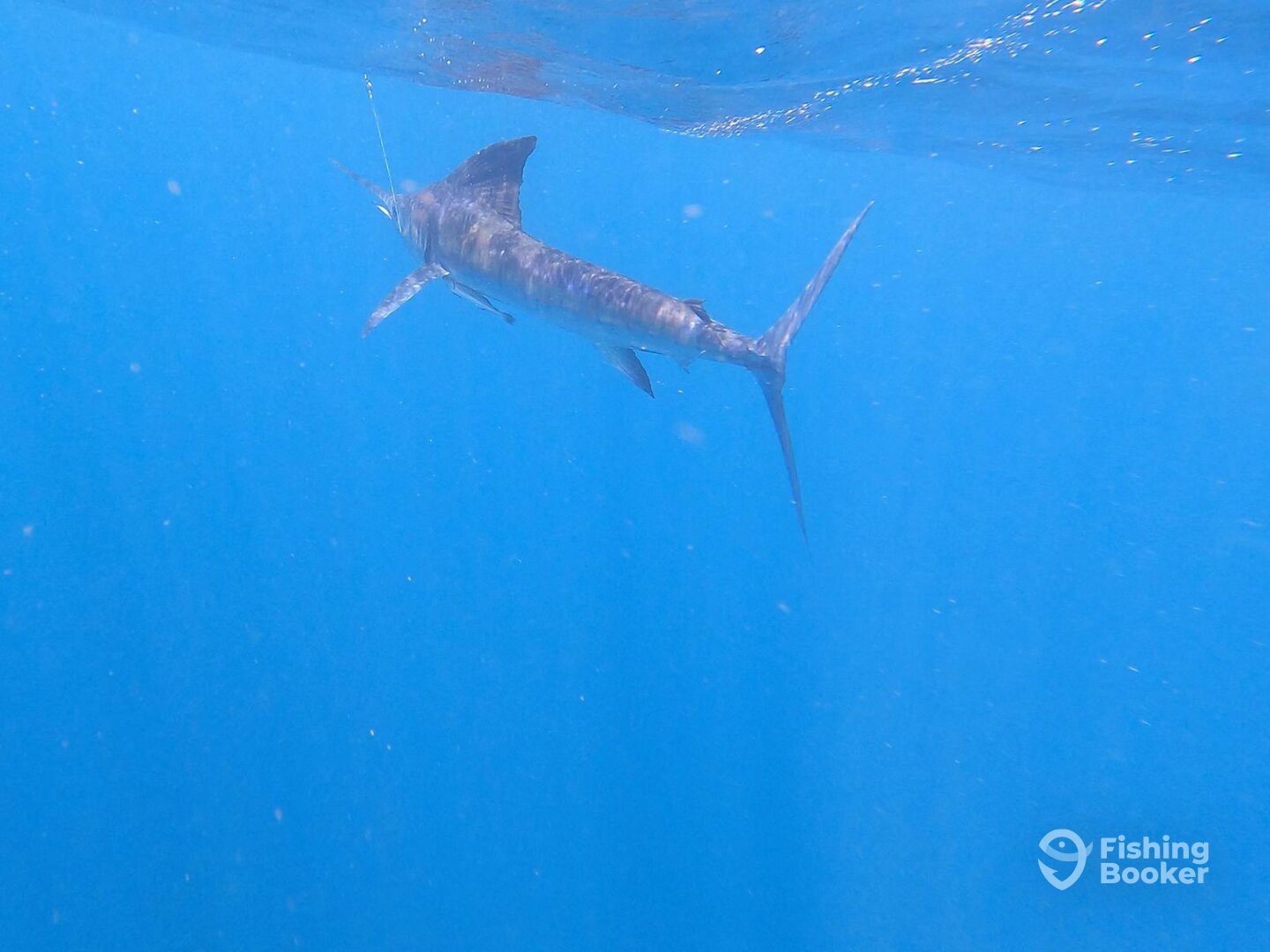 Playa Flamingo Report Photo 0