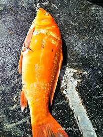 Branson Report Photo 2