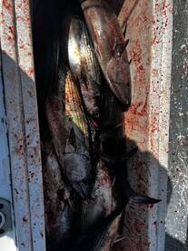 Puerto Vallarta Report Photo 1