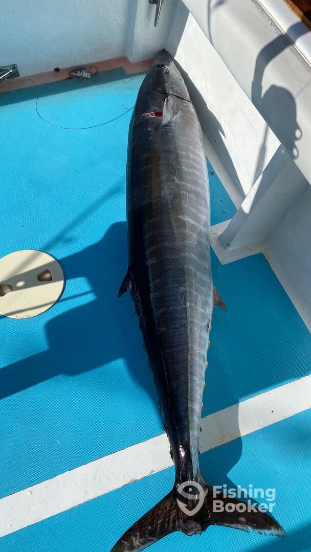 Dominicus Report Photo 0