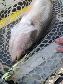 Lakeside Marblehead Report Photo 2